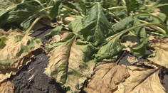 Chlieb v obchodoch bude, mäso možno nie. Pšenicu už zožali, no extrémne suchá ohrozujú kukuricu