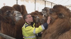 Cirkus v Piešťanoch má problémy. Chceli vystupovať, no teraz nemajú ani na jedlo pre zvieratá