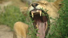 Zachraňujú zvieratá z cirkusov. Areál v Orechovej Potôni je dnes ako pravá džungľa