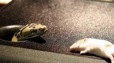 Žena takmer onemela. Do jej reproduktora sa nasťahoval pytón