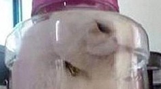 Študentka zavrela mačku za trest do fľaše. Fotku zavesila na Facebook