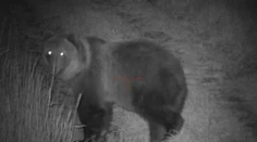 Poľovníci na Liptove neverili vlastným očiam. Na poli sa hostilo takmer 40 medveďov