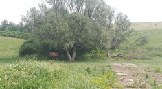 V noci ktosi ukradol desať koní. Bol medzi nimi aj šampión