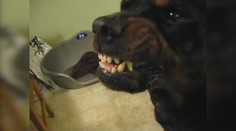 Psičkári pozor, v prírode číha na vašich miláčikov pseudobesnota. Odborníci vysvetlili, ako sa šíri a aké má príznaky