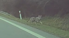 Vyzerá ako vlk, vydesil miestnych na juhu Slovenska. Tento pes môže byť nebezpečnejší ako obávaný predátor