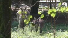 Bojnická zoo má nového obyvateľa. Tento druh sa tam narodil iba druhýkrát