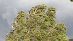 Na Slovensko sa valí silný vietor, pre mnohé okresy platia výstrahy. Najhoršia situácia bude v pondelok