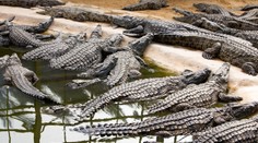 Dievčatko (†2) roztrhali krokodíly, zatiaľ čo sa matka starala o novorodenca