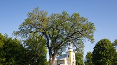 GALÉRIA: Jeden krajší ako druhý. O titul Strom roka 2023 zabojuje 12 finalistov, hlasovanie je spustené