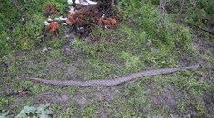 Záhada pokračuje. Anakondu zo Stupavy ešte pred smrťou niečo dohrýzlo