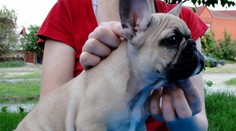 Pozor na inzerát, ktorý ponúka šteniatko z Paríža. Ozve sa vám vymyslená letecká spoločnosť