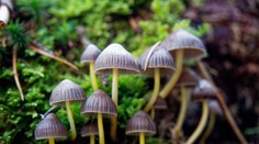 „Magické“ huby, ktoré rastú aj u nás, vyvolávajú stavy ako LSD. Háčik je v tom, že sa po nich môžete zblázniť