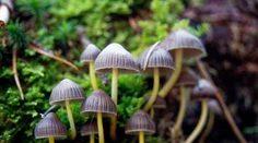„Magické“ huby, ktoré rastú aj u nás, vyvolávajú stavy ako LSD. Háčik je v tom, že sa po nich môžete zblázniť