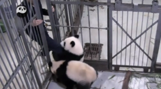 Mladá panda sa tvrdohlavo bráni klietke