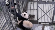Mladá panda sa tvrdohlavo bráni klietke