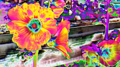 Holanďania urobili veľkú raziu proti výrobcom syntetických drog