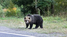 Ďalšieho medveďa z cintorína v Ružomberku odchytili. Za bieleho dňa ich spozorovali aj v ďalších obciach