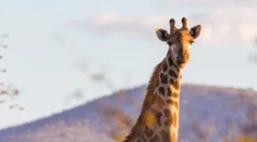 Takúto žirafu v zoo neuvidíte. Svaly by jej závidel aj Arnold