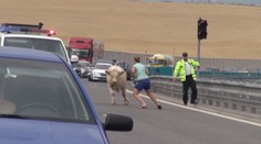 Býk zablokoval rýchlostnú cestu pri Nitre, museli to riešiť radikálne