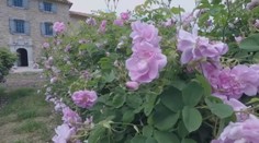 Viete, ako sa vyrába najdrahší olej na svete? Takto sa lupene menia na tekuté zlato