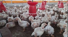 Prípad, aký Slovensko ešte nezažilo. Na farme neďaleko Komárna musia utratiť rekordný počet hydiny