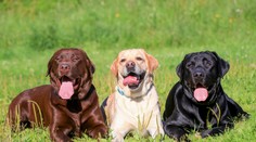 Vedci odhalili najagresívnejšie psie plemená. Dôležitá je aj farba srsti