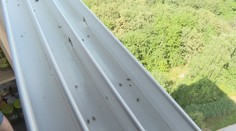 Plné balkóny aj okná. Košičanov trápi zapáchajúci hmyz, ktorí dokáže aj poštípať