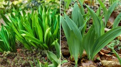 Medvedí cesnak si pomýlili s jedovatou rastlinou. Manželia zomreli po konzumácii otrávenej polievky