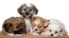 Talianski karabinieri zachránili stovky psov pašovaných zo Slovenska