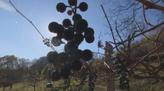 Teplé počasie sa podpísalo aj na hrozne. Michala prekvapila druhá úroda