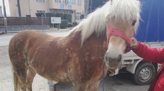 Farmári si sami našli už druhého ukradnutého koňa. Dostať ich domov z Rumunska nie je ľahké