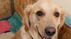 Nič roztomilejšie dnes neuvidíte. Takto vyzerá zelené šteniatko zlatého retrívera