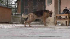 Ďalší útok psa. Vlčiak sa vrhol na poštárku a hrýzol ju do hlavy