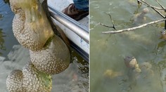 V jazere v Oklahome objavili rôsolovité čudo. Nálezcovia mu pripisovali mimozemský pôvod