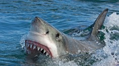 Austrálsky surfer zomrel po útoku žraloka v Novej Kaledónii