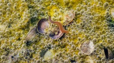 Chorvátske pobrežie ničia ohnivé červíky, v žiadnom prípade sa ich nedotýkajte