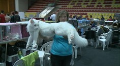 Mačky, aké ste možno ešte nikdy nevideli. Vystavovali ich v Banskej Bystrici