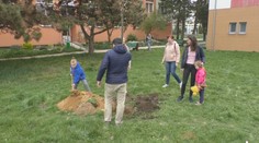 Lipy ako symbol vďaky. Deti, ktoré s mamami utiekli pred vojnou, chytili do rúk lopaty a skrášlili sídlisko v Prievidzi