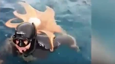 VIDEO: Potápačovi sa na chrbte udomácnila chobotnica, späť do mora sa jej nechcelo