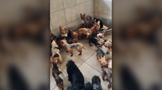Žena pri V. Krtíši chovala v otrasných priestoroch desiatky psov. Objavili tam aj výskyt nákazlivého ochorenia