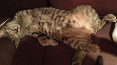 Domáca mačka nakazila dvoch ľudí tuberkulózou