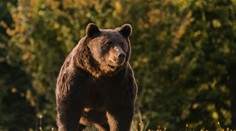 Európsky princ mal zastreliť najväčšieho medveďa v EÚ