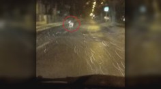 Túlavý vlk z Tatier je už v Poprade. Polícia vyzýva k ostražitosti