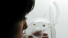 Prevratný objav: Včely zistia chorobu lepšie ako lekári. Tu je dôkaz!