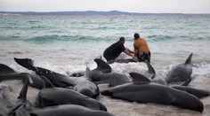 Všetky nádeje stroskotali. Usmrtia zvyšok zo stovky veľrýb, ktoré uviazli na austrálskom pobreží