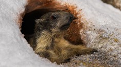 Svište už zaľahli. Pred nerušeným zimným spánkom sa však museli poriadne najesť