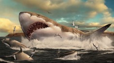 Najobávanejší žralok oceánov vyzeral inak, ako ho zobrazujú filmári, tvrdí výskum