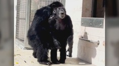 Šimpanz, ktorý slúžil na pokusy, sa prvýkrát dostal na slobodu. Dojímavý moment zachytili na video