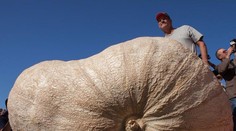 To musíte vidieť. Toto sú najväčšie tekvice na svete