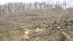 Výrub lesa na Kolibe je protiprávny